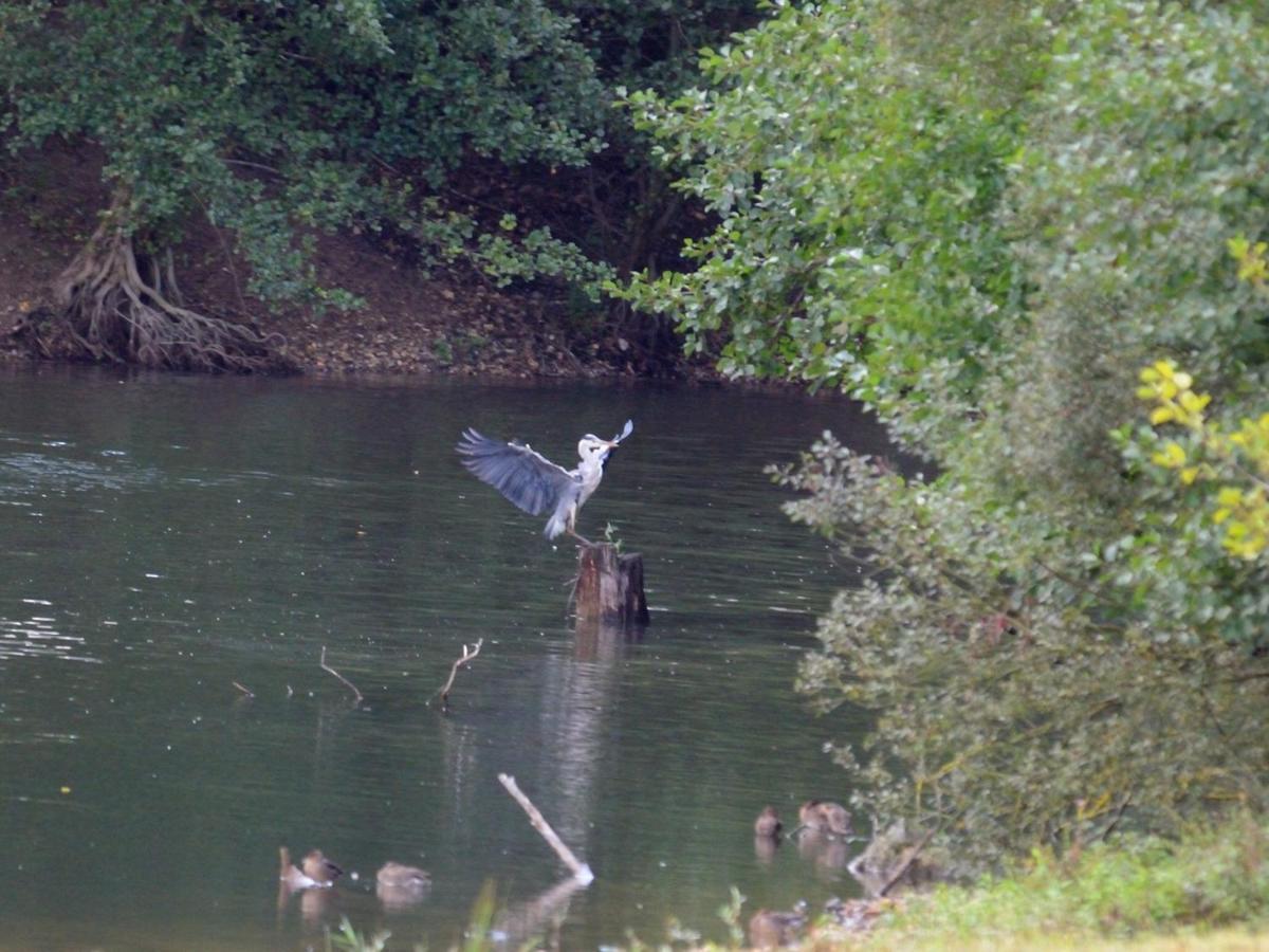 Villa Les Cygnes Au Bord Du Loing Montigny-sur-Loing Esterno foto