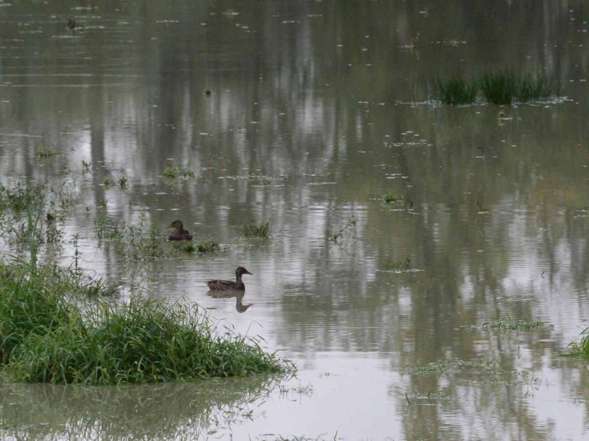 Villa Les Cygnes Au Bord Du Loing Montigny-sur-Loing Esterno foto