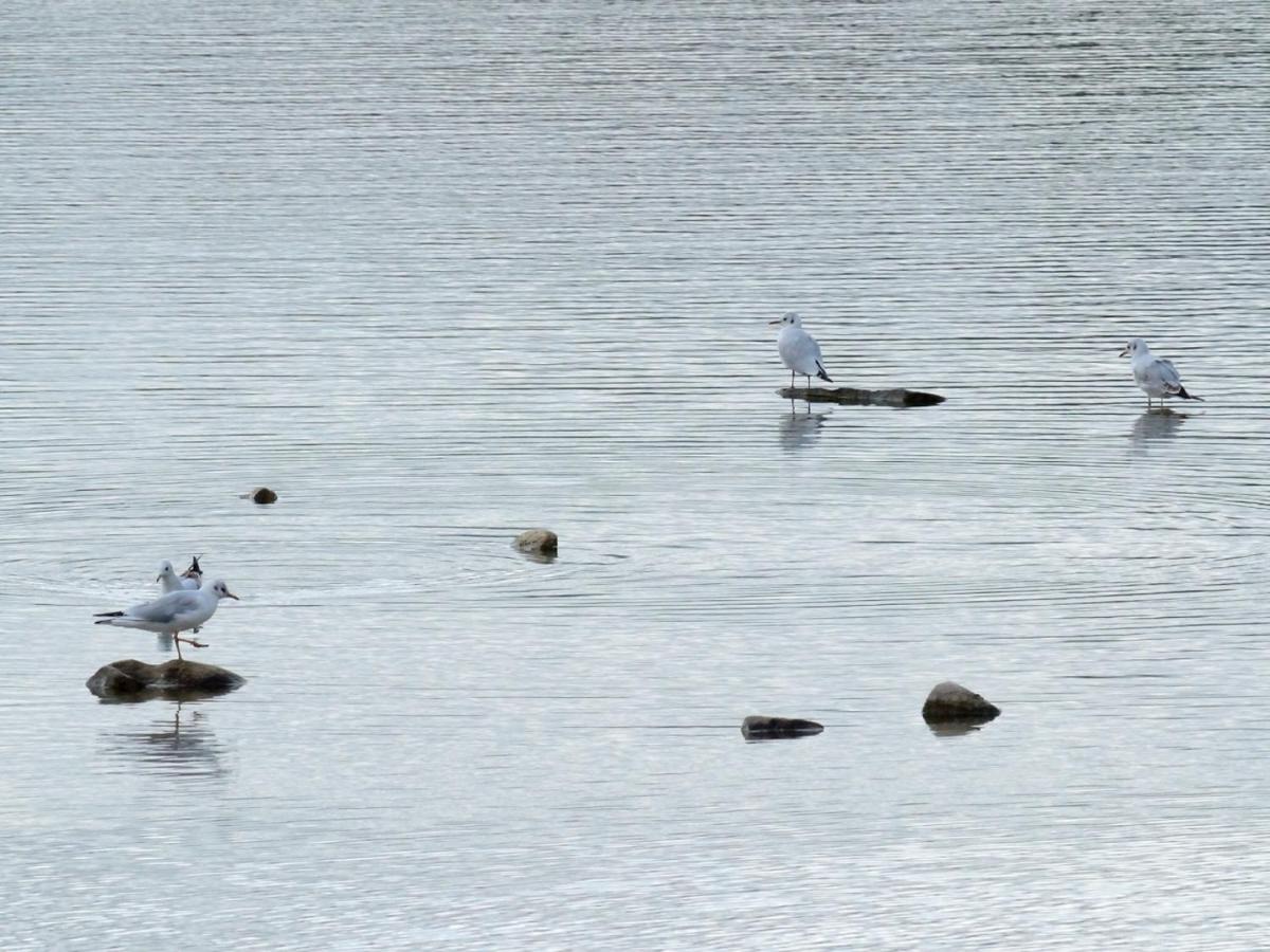 Villa Les Cygnes Au Bord Du Loing Montigny-sur-Loing Esterno foto